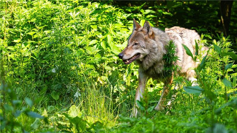 CDU fordert im Landtag neues Wolfsmanagement Der Wolf ist ein Dauerstreitthema in der niedersächsischen Landespolitik. (Symbolbild)
