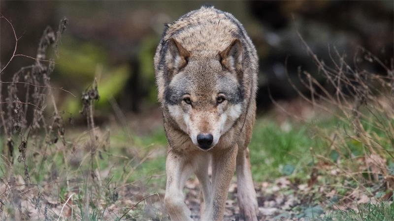 Der Wolf steht im Zentrum einer Vorlesung der Universität Bremen. (Archivfoto)