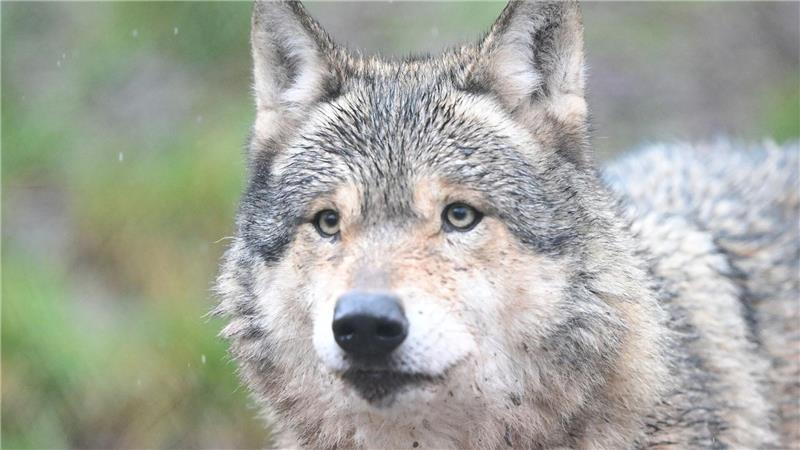 Der Wolf verhält sich unauffällig und arttypisch (Symbolbild).