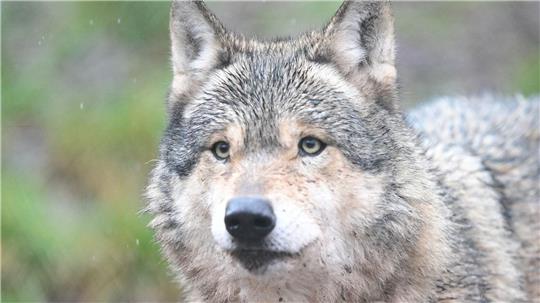 Der Wolf verhält sich unauffällig und arttypisch (Symbolbild).