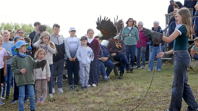 Der Wüstenbussard hebt ab – und fliegt auf den Arm des jungen Werla-Besuchers.
