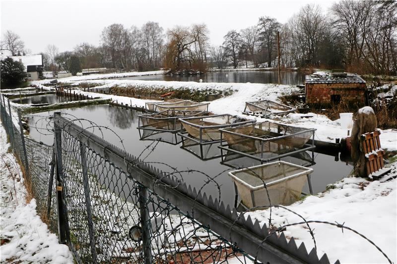 Im Wert von 2200 Euro: Fischdiebe schlagen bei Lutter zu Der Zaun hat die Diebe nicht aufgehalten: Unbekannte Täter stehlen in der Nacht zu Donnerstag Lachsforellen aus der Teichwirtschaft an der Niedermühle. Foto: Gereke