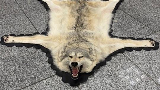 Der Zoll am Frankfurter Flughafen entdeckte ein Wolfsfell im Gepäck eines Reisenden. (Handout)