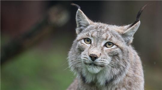 Der Zoo in Aalborg weist darauf hin, dass Raubtiere wie Luchse auf ganze Beutetiere angewiesen sind - gerne auch Haustiere. (Archivbild)