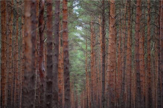 Der Zustand der Wälder in Deutschland blieb 2022 nach neuen bundesweiten Daten angespannt.