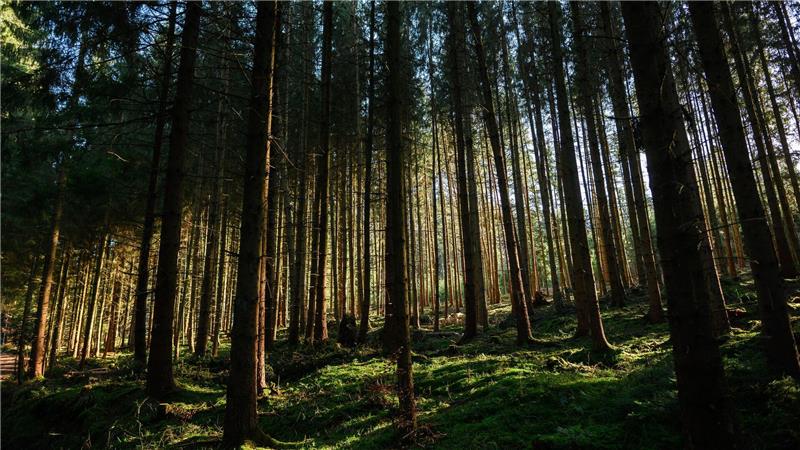 Der Zustand der deutschen Wälder bleibt angespannt. (Archivbild)