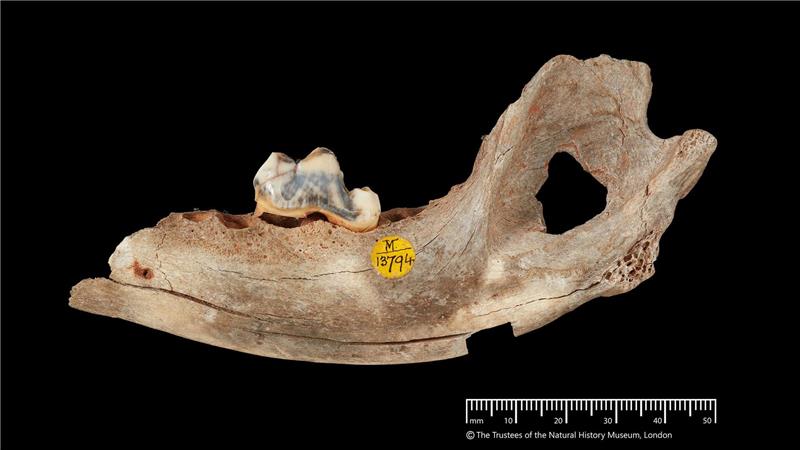 Der älteste genetische Nachweis stammt den neuen Analysen zufolge von einem Hund, der vor 15.800 Jahren lebte. 