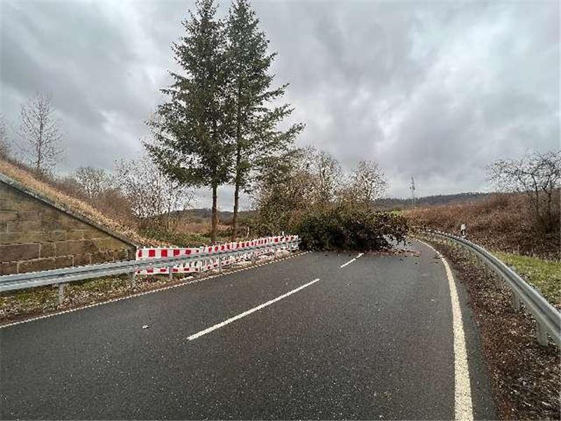 Baum stürzt auf K65: Er wurde vorher angesägt Der angesägte Baum stürzte auf die Straße. Die 33-Jährige musste stark abbremsen, um einen Unfall zu verhindern. Foto: Polizei Seesen