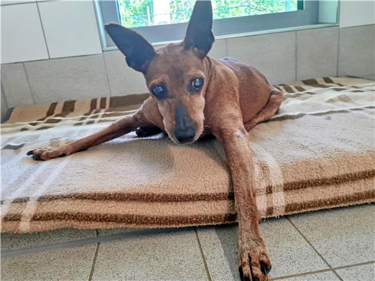 Der ausgesetzte Pinscher musste eingeschläfert werden. Foto: Privat
