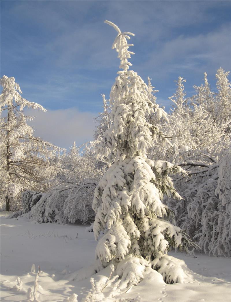 Der „begnadigte“ Weihnachtsbaum: Schnee und Eiszapfen sind sein schönster Schmuck.