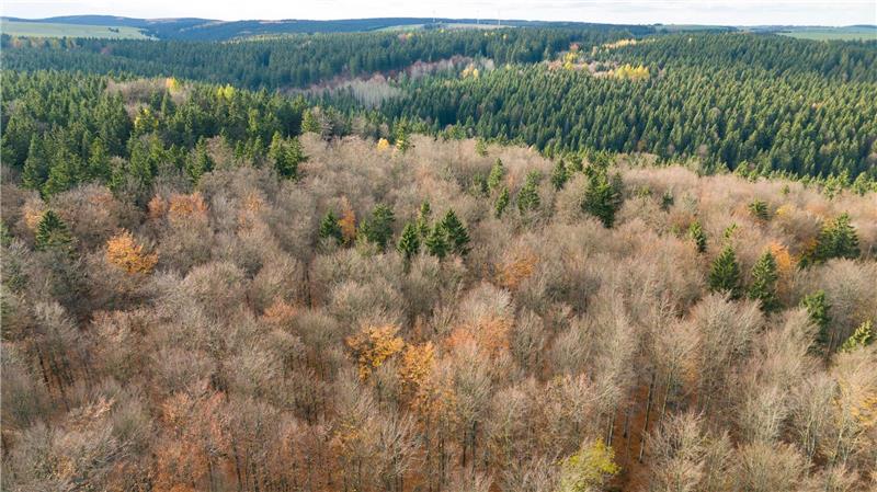 Natur als Verbündete: Was Schneider beim Klimaschutz plant Der deutsche Wald ist zu einer Treibhausgas-Quelle geworden. Das will Bundesumweltminister Carsten Schneider ändern.