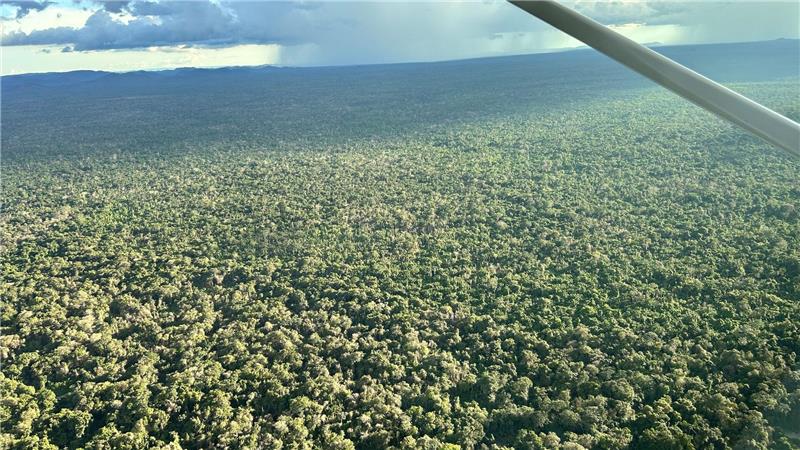 Was der Gold-Boom im Amazonas anrichtet Der dichte, smaragdgrüne Regenwald wirkt wie ein endloses Paradies.