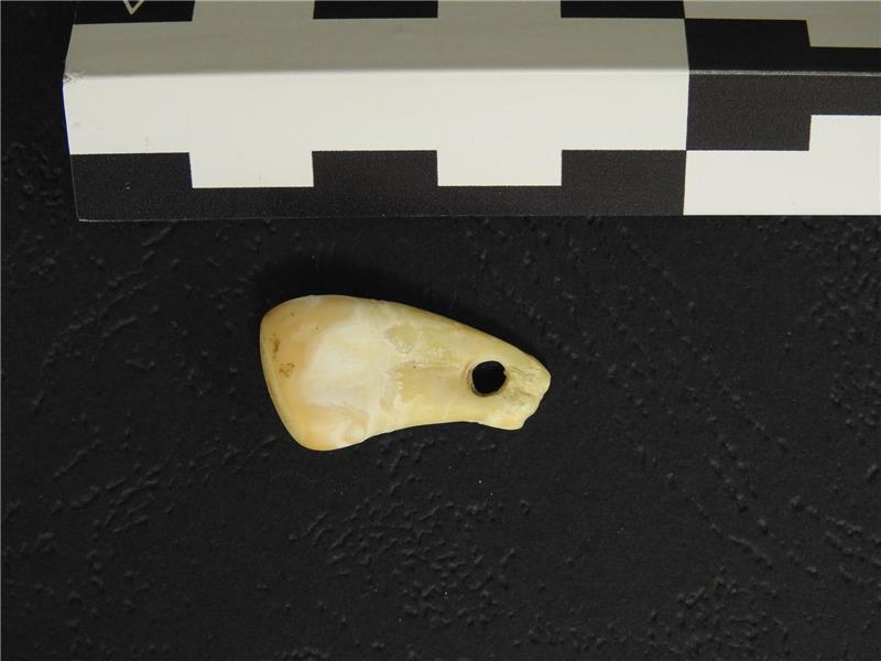 Erbgut einer Frau von uraltem Anhänger gewonnen Der durchbohrte Hirschzahn aus der Denisova-Höhle in Südsibirien.