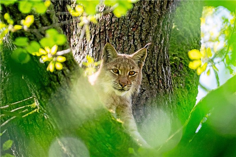 Der einjährige Luchs soll eigentlich ins Rabenklippengehege einziehen. Nur sitzt er aktuell noch in einer Eiche im Nürnberger Tierpark.  Foto: Tom Burger, Tiergarten Nürnberg