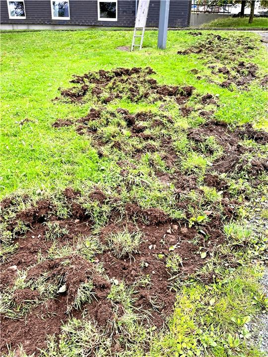 Der einst gepflegte Garten der Familie Grogorenz gleicht einem Schlachtfeld. Die Wildschweine haben alles umgegraben. Foto: Privat