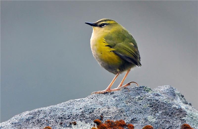Der endemische Felsschlüpfer (Xenicus gilviventris) ist in Neuseeland zum Vogel des Jahres gekürt worden.