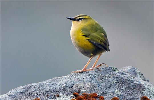 Der endemische Felsschlüpfer (Xenicus gilviventris) ist in Neuseeland zum Vogel des Jahres gekürt worden.