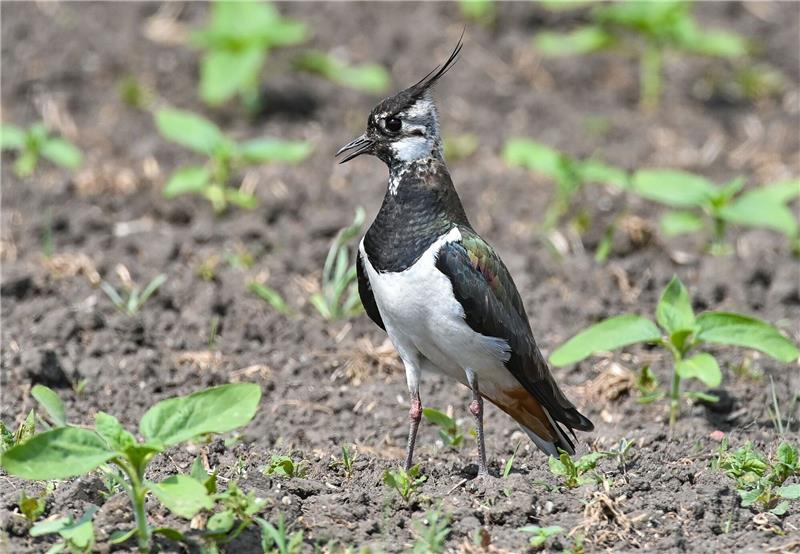 Kiebitz ist „Vogel des Jahres” 2024 Der etwa taubengroße Kiebitz liebt Feuchtwiesen und Moore - und findet immer weniger Lebensräume in Deutschland.