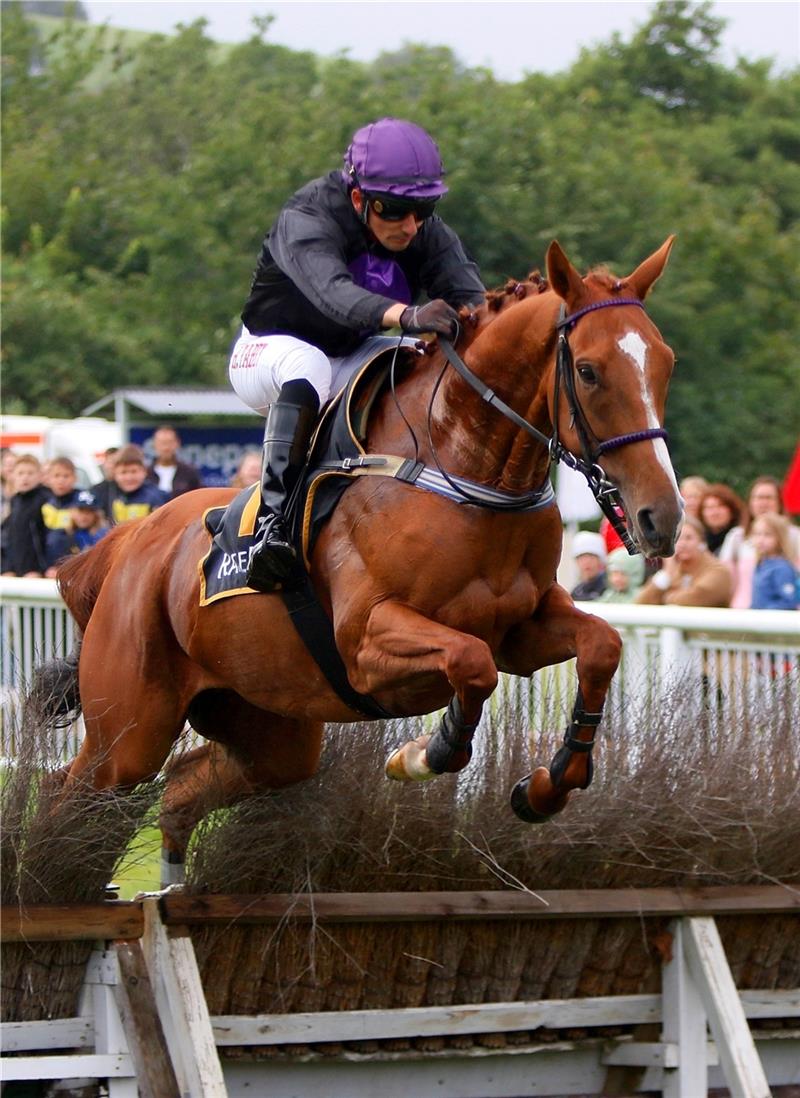 Vier Siege: Harzer Rennstallbesitzer „on fire“ Der formstarke Ahrens-Wallach Cabot Cliffs startete mit zwei Siegen in die Saison 2024. Foto: Epping.