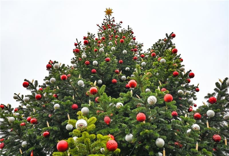 Weihnachtsbaum wird immer mehr zum Adventsbaum Der frühe Weihnachtsbaum liegt im Trend.