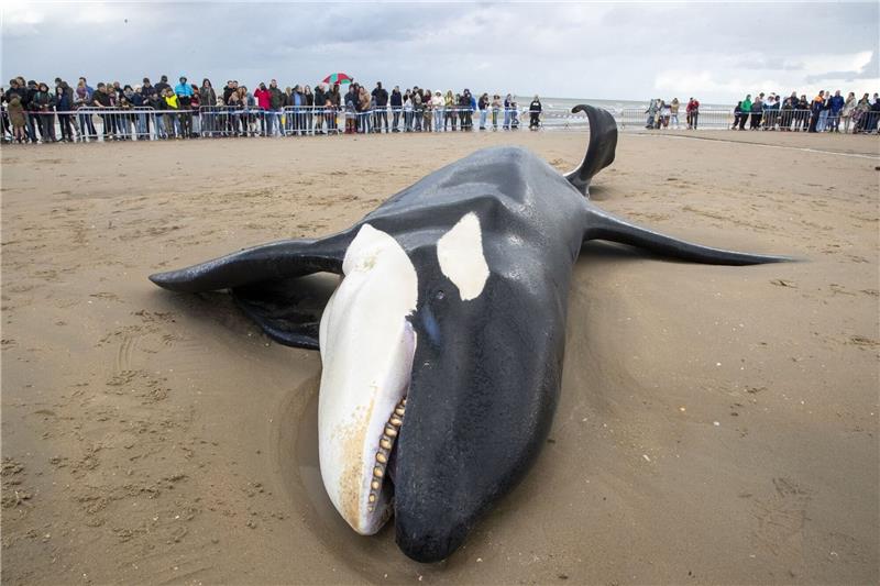 Orca an belgischer Nordseeküste gestrandet und gestorben Der gestrandete Orca an der Küste von Koksijde sieht sehr mager aus.