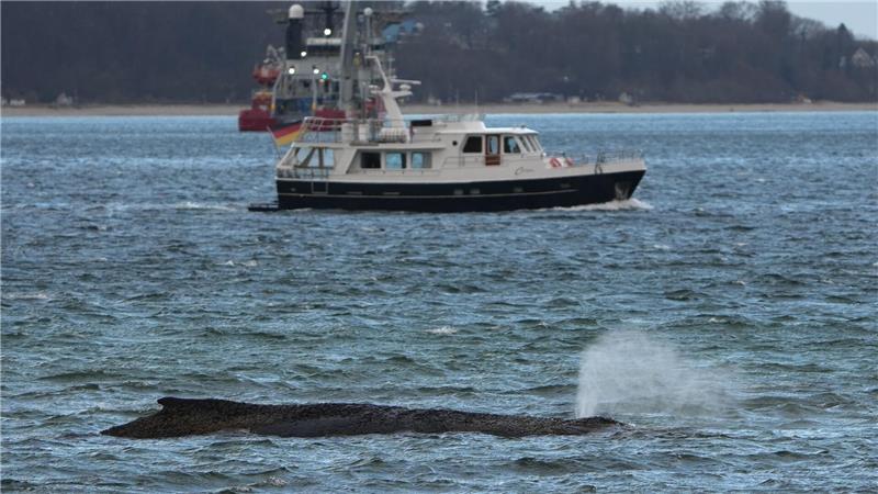 Der gestrandete Wal liegt immer noch vor der Seebrücke am Hafen Niendorf.