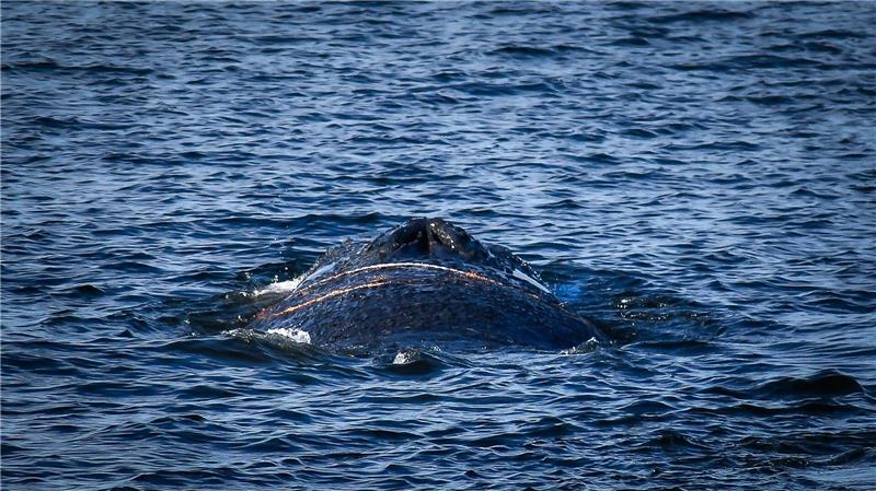 Großwal an der Ostseeküste gestrandet – Rettung läuft Der gestrandete Wal wurde das erste Mal Anfang des Monats im Wismarer Hafen gesichtet. (Archivbild)