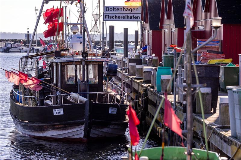 Erneut strenge Ostsee-Fanglimits erwartet Der hölzerne Fischkutter TAR006 liegt im kleinen Fischerhafen in Tarnewitz. Für Mitte Oktober erwarten die Fischer die neuen Festlegungen für die Fischfangmengen in der Ostsee durch die EU.