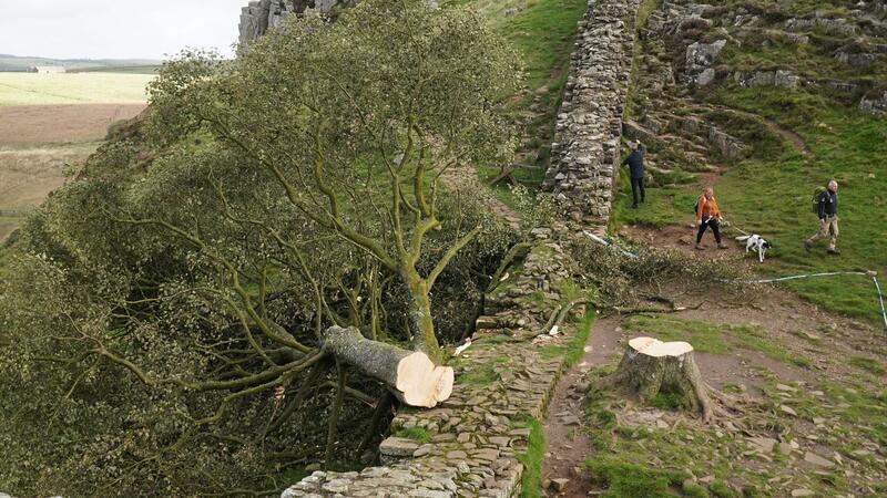 Baum der Nation - ein Land trauert um ein gefälltes Symbol Der illegal gefällte Berg-Ahorn-Baum („Sycamore Tree“) am Hadrianswall in Northumberland. Der Vorfall hatte in Großbritannien große Betroffenheit ausgelöst.