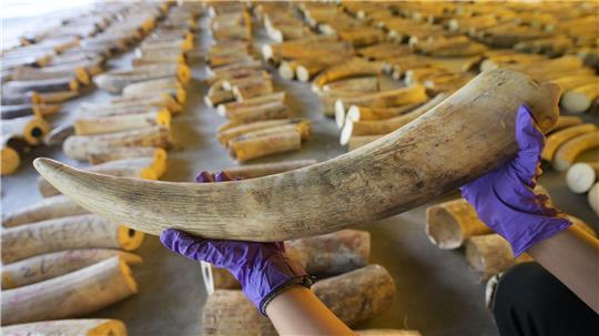 Der illegale Handel mit Elfenbein ist ein Riesengeschäft. (Archivbild)