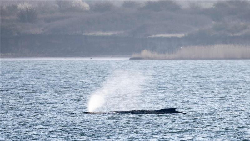 Der in der Ostsee liegende Wal beschäftigt seit Tagen Menschen in zahlreichen Ländern. (Archivbild)
