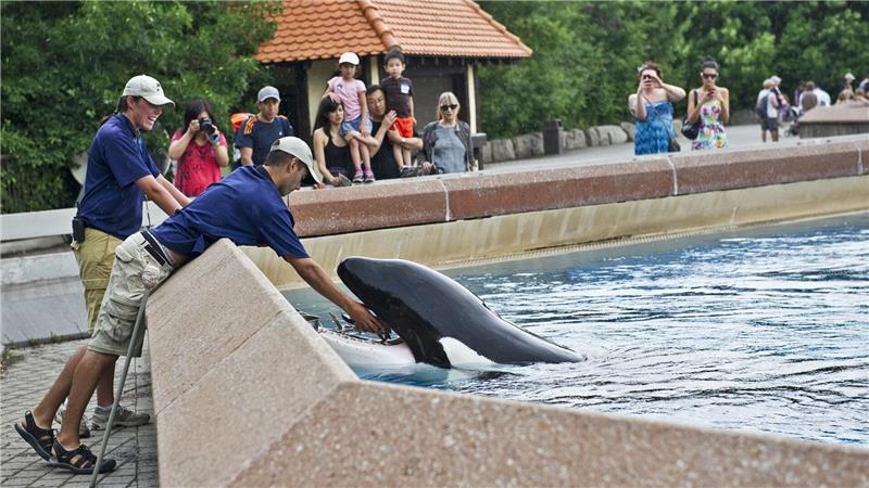 Kanadischer Tierpark fordert Geld und droht mit Wal-Tötung Der inzwischen geschlossene Freizeitpark in Kanada warnt, er müsse womöglich seine Tiere einschläfern. (Archivbild)