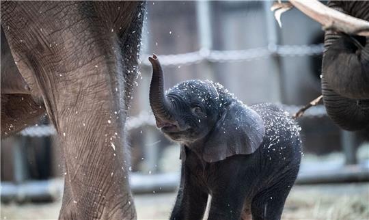 Der junge Elefantenbulle Tsavo aus dem Wuppertaler Zoo wurde eingeschläfert.