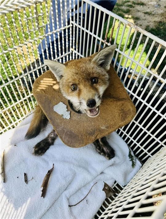 Der junge Fuchs in England, der von der Tierschutzorganisation RSPCA gerettet wurde.