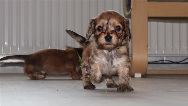 Ein Welpe erkundet das Wohnzimmer.