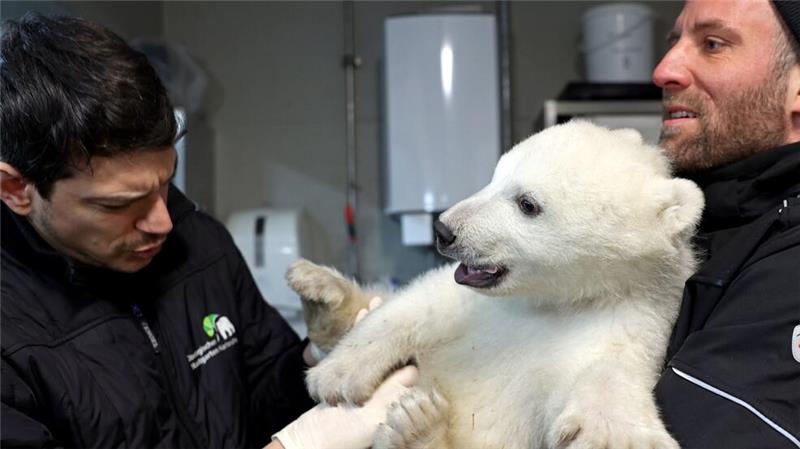 Es ist ein Junge - Eisbärenbaby ist gesund und stark Der kleine Eisbär erweist sich schon als bärenstark.