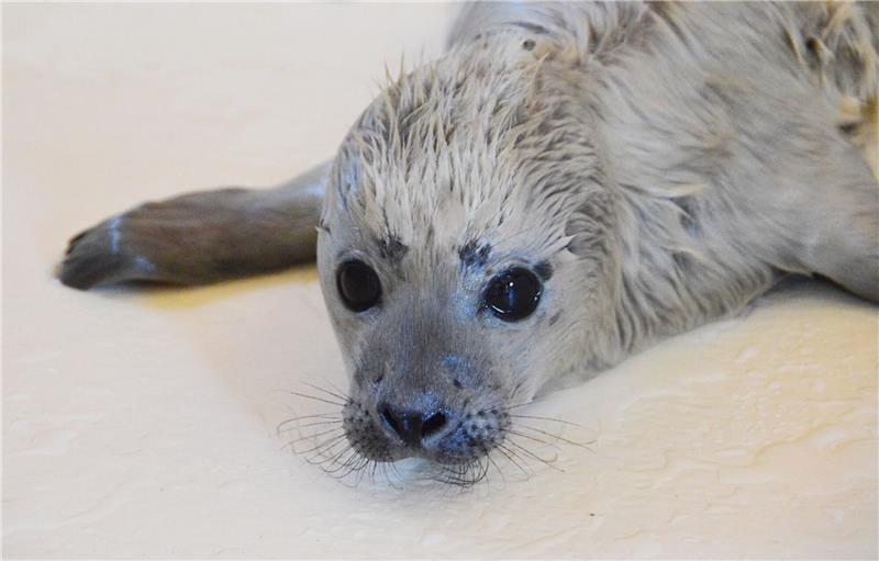 Erster Heuler der Saison in Seehundstation Der kleine Heuler Bosse ist als erster Heuler der diesjährigen Geburtensaison in der Seehundstation Friedrichskoog aufgenommen worden.