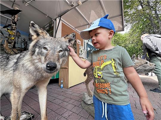 Der kleine Mann ist mutig - allerdings ist der Wolf auch harmlos.Fotos: Schlegel