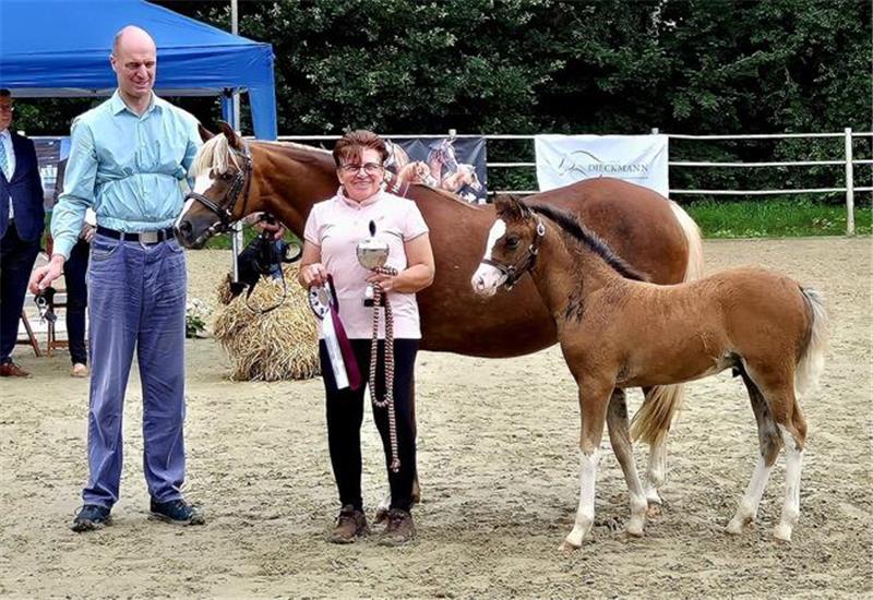 Der kleine Odin präsentiert sich unlängst auf der Fohlenschauen der Interessengemeinschaft (IG) Welsh in Hohne sehr erfolgreich.