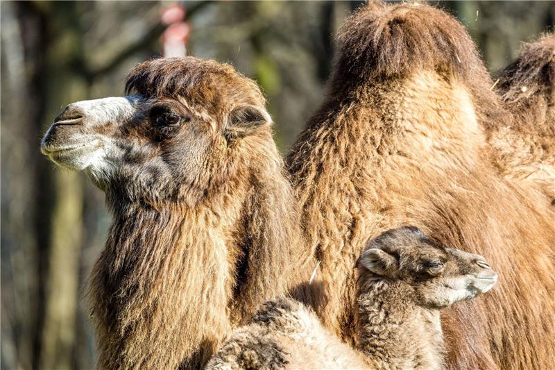 Der kleine Ringo genießt mit seiner Mutter Kashuri einen entspannten Tag steht im Cottbuser Tierpark.