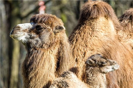 Der kleine Ringo genießt mit seiner Mutter Kashuri einen entspannten Tag steht im Cottbuser Tierpark.