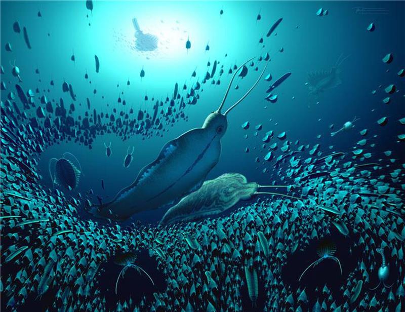 Raubwurm: Schrecken der Meere vor über 500 Millionen Jahren Der lateinische Name des Raubwurms, Timorebestia, bedeutet in etwa «furchteinflößende Bestie».