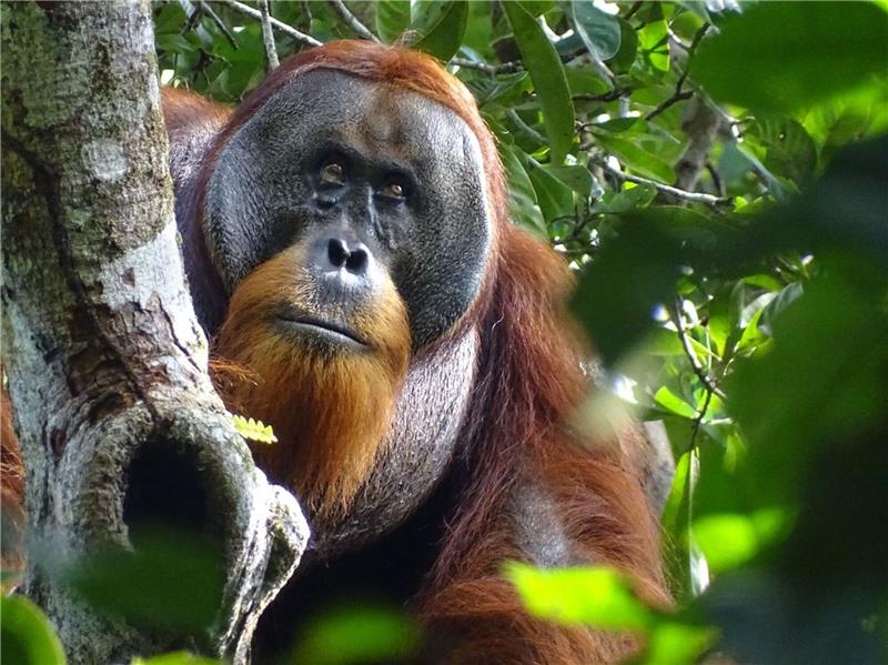 Der männliche Sumatra-Orang-Utan namens Rakus im Urwald von Suaq Balimbing hat sich selbst geheilt. Zwei Monate nach der Selbstbehandlung war die Wunde kaum noch sichtbar.