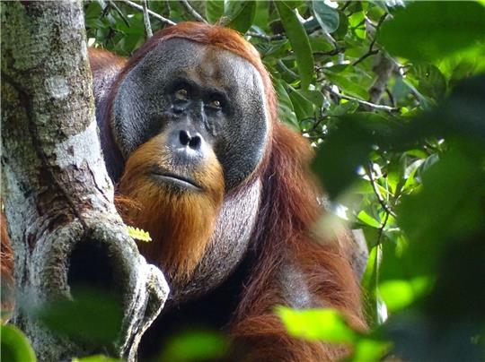 Der männliche Sumatra-Orang-Utan namens Rakus im Urwald von Suaq Balimbing hat sich selbst geheilt. Zwei Monate nach der Selbstbehandlung war die Wunde kaum noch sichtbar.