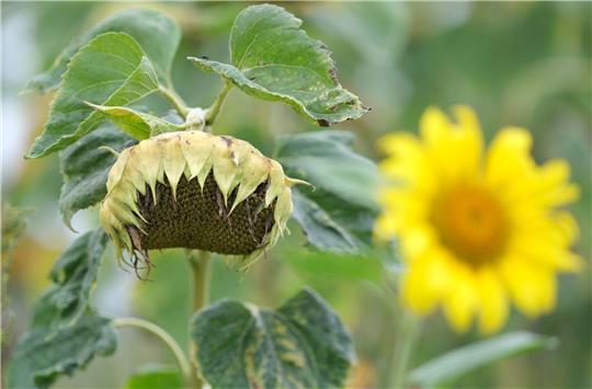 Der meteorologische Herbst hat begonnen. Doch die Temperaturen drehen teils noch spätsommerlich kräfig auf.
