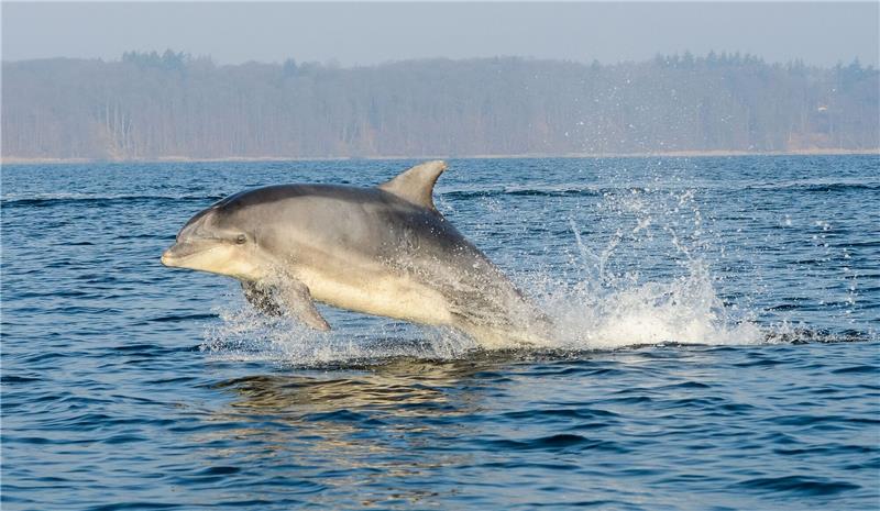 „Flipper” beim Militär: Kampfdelfine im Kriegseinsatz Der militärische Einsatz von Delfinen ist mit hohem Aufwand verbunden.