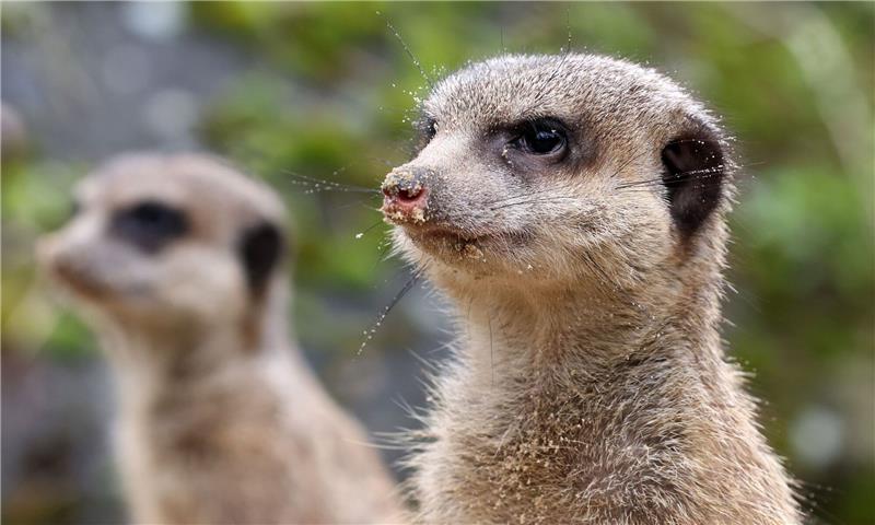 Neue Erdmännchen-Truppe im Rostocker Zoo Der neue Familienclan besteht aus einem Weibchen und drei Männchen.