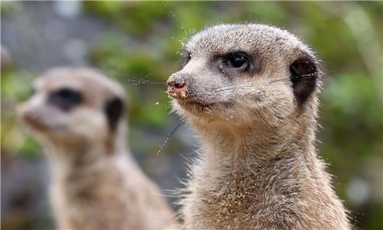 Der neue Familienclan besteht aus einem Weibchen und drei Männchen.