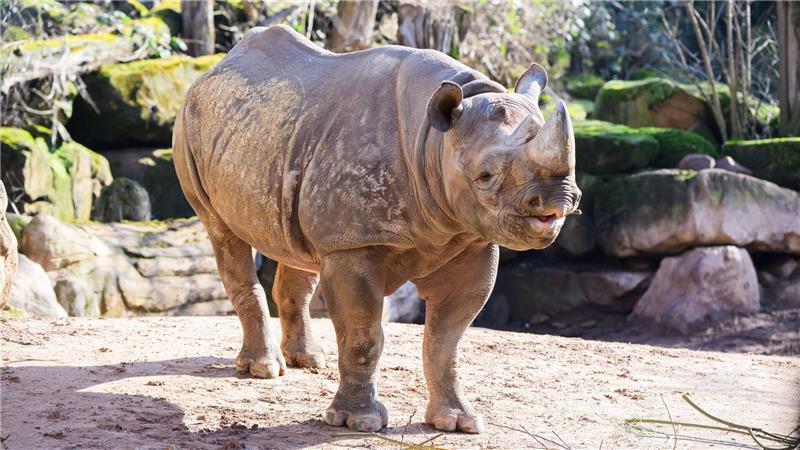 Tausch im Zoo Hannover - Hoffnung auf Spitzmaulnashorn-Baby Der neue Spitzmaulnashornbulle nimmt den Platz seines Vorgängers Kito ein, der seinerseits jetzt in Nasors ehemaligem Zoo in Rotterdam lebt.