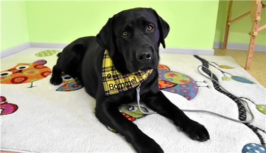 Der neue Star im Sprachheilkindergarten Lummerland – Labrador Bommel.  Fotos: Wolpers